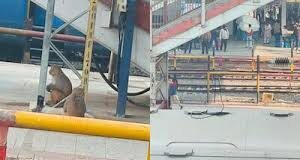 यह बंदर रेलवे स्टेश के ओवरब्रिज पर बैठे रहते हैं और वहां से गुजरने वाले यात्रियों का सामान छीनने की कोशिश करते हैं।