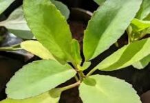 याददाश्त कम होना और धीरे-धीरे निर्णय लेना दिमाग की कमजोरी के लक्षण हो सकते हैं।