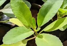 याददाश्त कम होना और धीरे-धीरे निर्णय लेना दिमाग की कमजोरी के लक्षण हो सकते हैं।