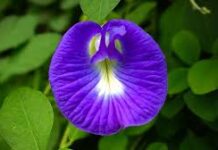 अपराजिता के पौधे को लेकर लोगों की शिकायत होती है कि उनकी अपराजिता की बेल बढ़ तो रही है