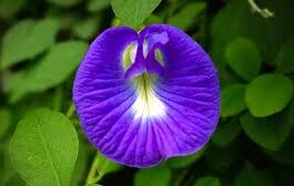 अपराजिता के पौधे को लेकर लोगों की शिकायत होती है कि उनकी अपराजिता की बेल बढ़ तो रही है