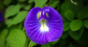 अपराजिता के पौधे को लेकर लोगों की शिकायत होती है कि उनकी अपराजिता की बेल बढ़ तो रही है