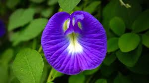 अपराजिता के पौधे को लेकर लोगों की शिकायत होती है कि उनकी अपराजिता की बेल बढ़ तो रही है अपराजिता के पौधे को लेकर लोगों की शिकायत होती है कि उनकी अपराजिता की बेल बढ़ तो रही है