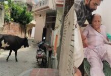 महज 30 घंटे पहले ही शहर में एक सांड ने 10वीं कक्षा की स्कूली छात्रा खुशी को सींगों से उठाकर सड़क पर पटक दिया था।
